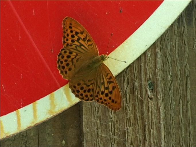 Kaisermantel ( Argynnis paphia ), Männchen, am Waldrand auf einem Verbotsschild : An der Mosel, 30.06.2005